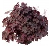 Гейхерелла  Плам Каскад (Plum Cascade) C1